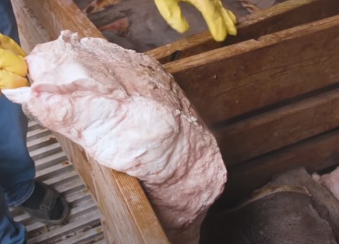 Fermented shark