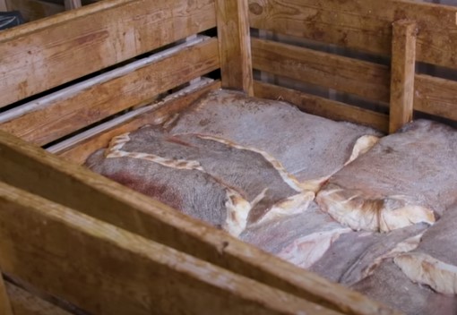 Fermented shark