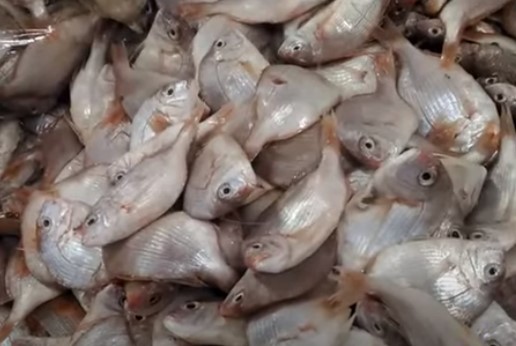 Fish for Surimi