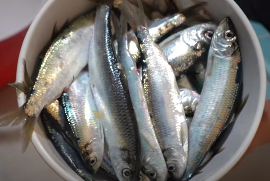 pickled herring